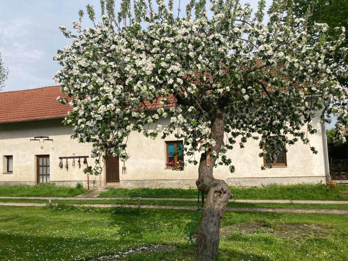 Prijemny Apartman Se Zahradou Ostresany Zewnętrze zdjęcie